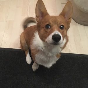 Meet your Posher, Grace